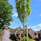 The new urban tree planting scheme will be heavily subsidised by the government-funded White Rose Forest, while the scheme itself will be driven by the charity Trees for Streets, in partnership with Leeds City Council. Photo: Leeds City Council.