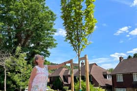 The new urban tree planting scheme will be heavily subsidised by the government-funded White Rose Forest, while the scheme itself will be driven by the charity Trees for Streets, in partnership with Leeds City Council. Photo: Leeds City Council.