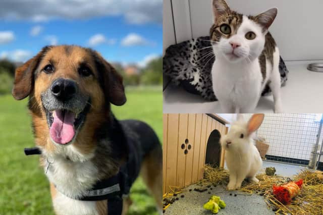 The following animals are some of the pets up for adoption at the RSPCA Leeds and Wakefield District Branch