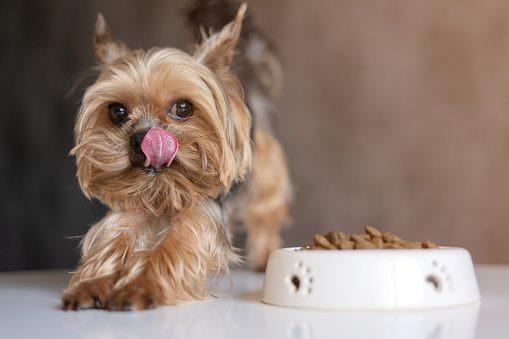 I’m a pet food expert: avoid these five ingredients in your dog’s food