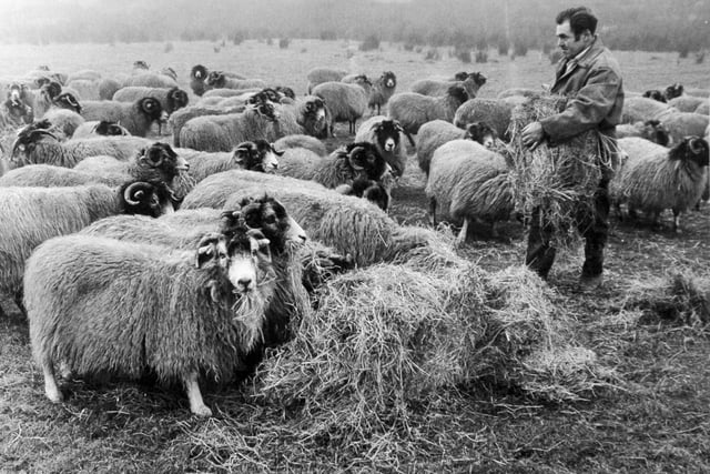 Norman Hobson spreading supplementary winter feed for part of his ewe flock on his farm at Kexmoor in Kirkby Malzeard in January 1971.