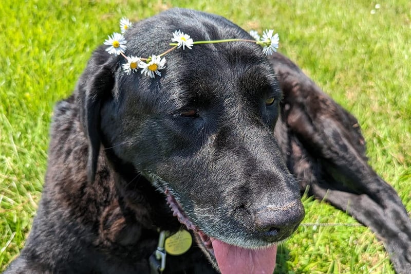 Jane Walton said: "Oscar is an 13 years old professional scavenger. He had selective hearing when he was younger but not a bad bone in his body - he accepted every dog and stray dog I brought home. He has a heart of gold."