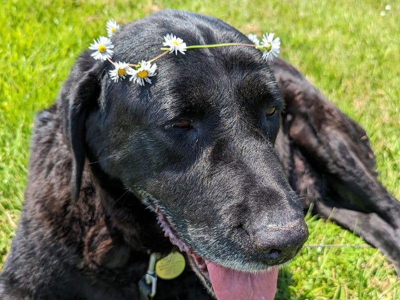 Jane Walton said: "Oscar is an 13 years old professional scavenger. He had selective hearing when he was younger but not a bad bone in his body - he accepted every dog and stray dog I brought home. He has a heart of gold."
