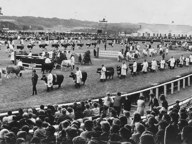 A parade of the prizewinning cattle in the main ring at the Great Yorkshire Show in July 1970.