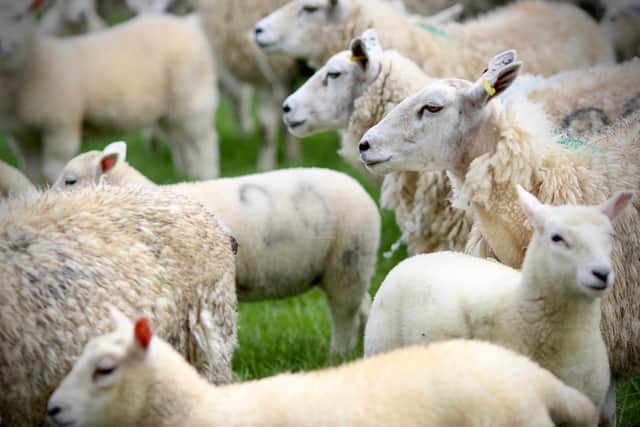 Farm animals