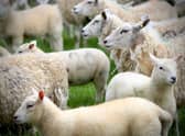Farm animals