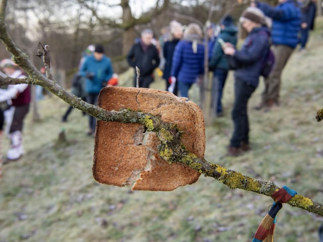 Toast in the fruit trees at the 5th Wassail held at the Otley Chevin Orchard Project (near the White House) above Otley on Saturday. Photograph by Tony Johnson.  10th January 2026.