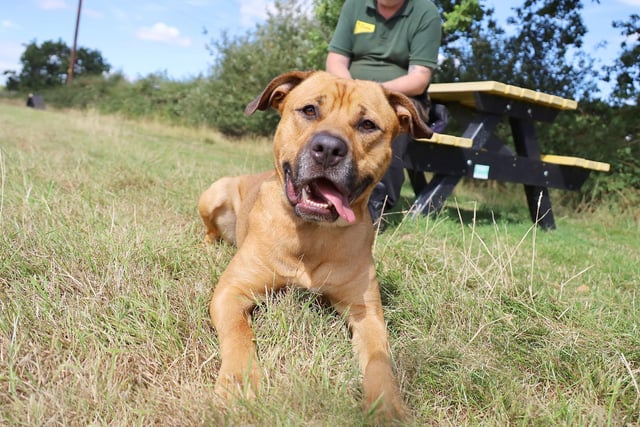 We caught handsome Crossbreed Chip enjoying the sunshine with his handler. He’s three years old and was originally found as a stray. He’s getting used to kennel life and his handler told us he’s responding well to his training and just needs patient adopters who’ll give him a chance to prove himself. He's a big strong lad so certainly isn’t for the fainthearted, but in the right hands we can see what a great dog he’ll grow into.