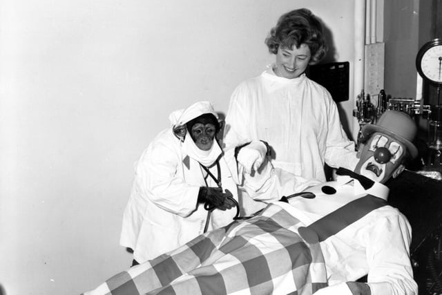Spuggy, the clown at Billy Smarts Christmas Circus, being treated by Knoble the chimp, assisted by Daphne Murgatroyd,an assistant at Leeds General Infirmary in December 1964.
