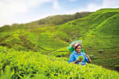 Women's work, exclusively, expertly picking plantation tea for Brits' beloved brew