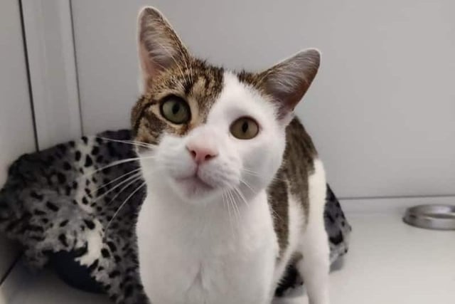 Beanie is a three-year-old tabby and white domestic short hair. He is a playful and cheeky chap who loves attention and being around people. He's lovable and super friendly and is looking for a family that are up for lots of playtime and plenty of fuss.