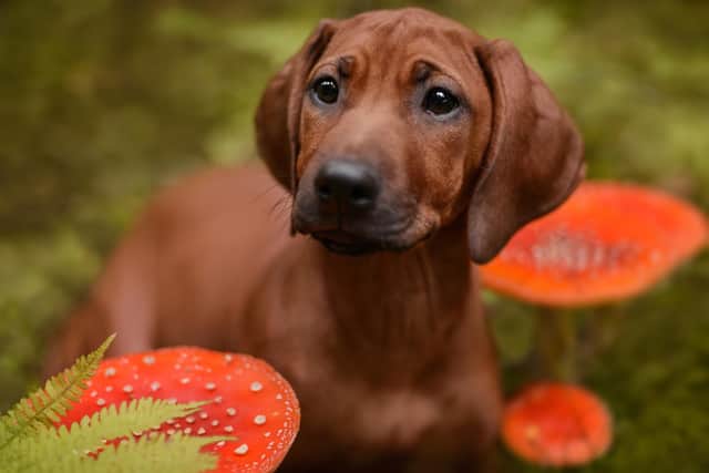 Some fungi and fungal spores can be dangerous for dogs (photo: Adobe)