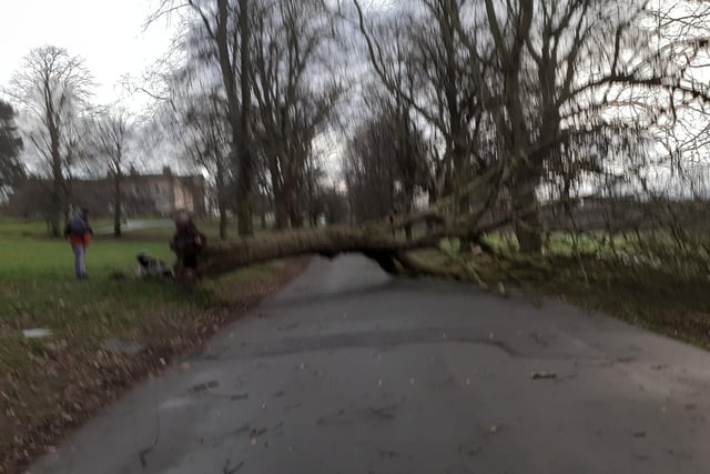 Trees have been uprooted across the Leeds area as a result of Storm Otto.