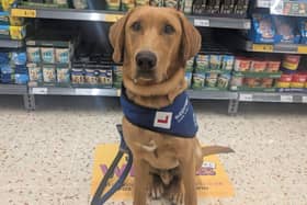 Support Dogs pup Enzo did well in the shops
