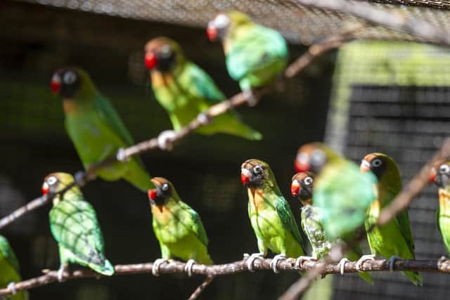 Love birds at the bird garden at Harewood House