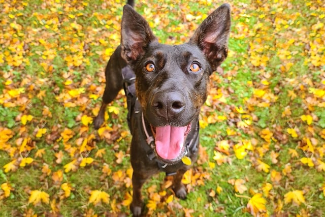 We bumped into lovely Louise, a one-year-old Crossbreed who has been waiting to find her forever home for a while now. 
She’s full of fun and loves learning new things. She’s looking for dedicated adopters who’ll work with the training and behaviour team to gradually transition her into a home life.