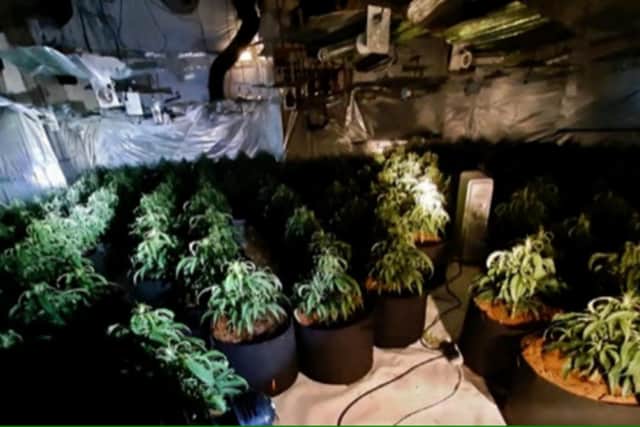 Cannabis plants worth an estimated £446,000 were found at the former Moorfield House Nursing Home, in Fieldhouse Walk, Moortown, Leeds, on December 4 last year. (pic WYP)