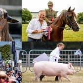 We take a look at 15 incredible photos from the third day of the Great Yorkshire Show 2026 in Harrogate