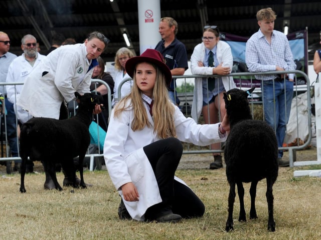 The judging gets underway in the MV Accredited and Non MV Sheep Breed Classes in the Sheep Ring at the show with exhibitors showcasing their finest livestock
