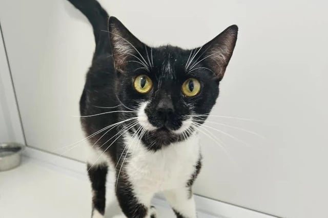 Five-year-old Jinx is a sweet natured young kitten who is easygoing with everyone. He loves bird watching and plenty of fuss, as well as his food. Jinx would happily live with another cat as he enjoys playing games.