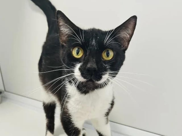 Five-year-old Jinx is a sweet natured young kitten who is easygoing with everyone. He loves bird watching and plenty of fuss, as well as his food. Jinx would happily live with another cat as he enjoys playing games.
