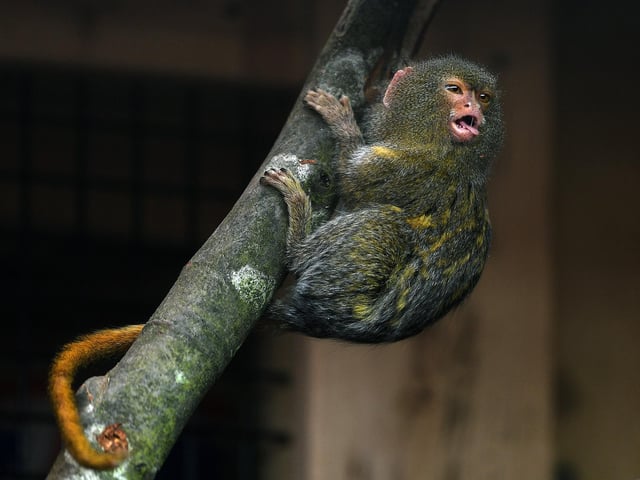 Wander through the vibrant enclosures of Tropical World, located in Roundhay Park. Getting up close and personal with cute creatures, like these Pygmy Marmosets, could awaken your romantic side. And the prices aren't anything to scoff at. Adult tickets for £8 are usually unheard of in the zoological world.