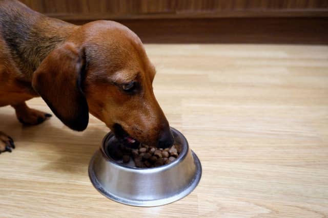 Premium dog food is less than half price thanks to Amazon’s latest sale event