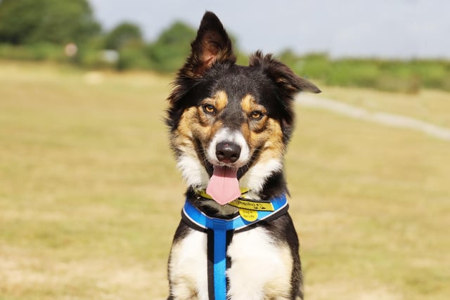 Max is a typical one-year-old Collie who loves nothing more than long walks and using his brain. He is good with people once he has thatbond and may take a few meets
at the centre to get to know first. Max would benefit from some basic training as well as he does tend to jump up so isn't suitable for families with young children, but confident teens should be fine.