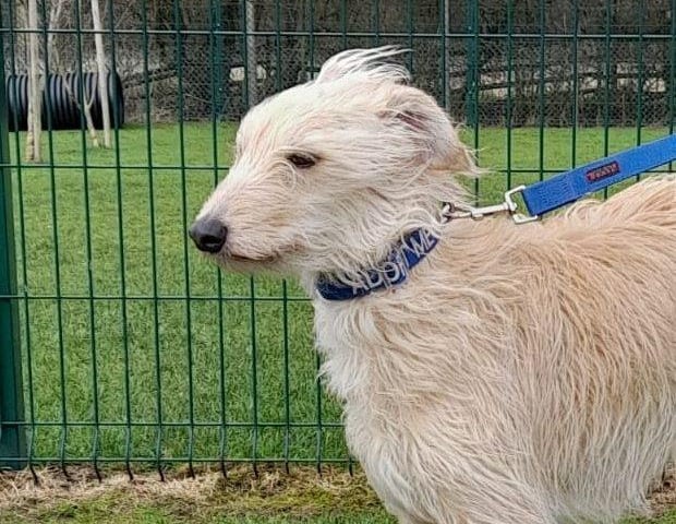 Meet Tiny, she is an eight year old female lurcher.
Tiny is a sweet and friendly girl looking for a quieter home, as she is nervous of new people and situations. For this reason, Tiny is looking for an experienced dog owner who can help her thrive. Tiny will need someone at home most of the time to help her gain confidence and give her the attention and training she needs, she will also need house-training.
She loves to play with her toys and really enjoys a cuddle once she knows you, making a super, loyal companion. She cannot live with cats or dogs, but may live with secondary school age children. 
To adopt Tiny see: https://rspca-radcliffe.org.uk/animal/tiny/