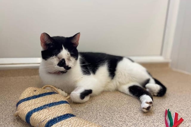 Roy is a black and white domestic short hair cat who is around 10 years old. He came to the centre because he had badly damaged eyes which had to be removed but hasn't let that faze him. He would need a confident family who can help him adjust to a new home.