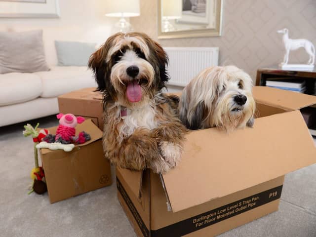 Pooches Doris and Dudley get ready for a move. Follow our tips to ensure a stress-free experience for your pets.