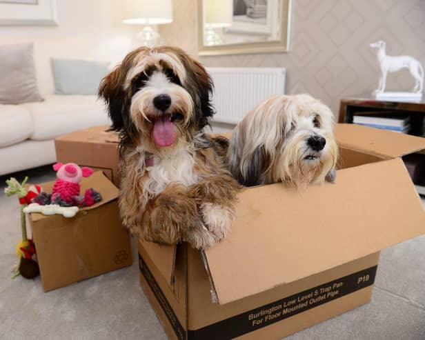 Pooches Doris and Dudley get ready for a move. Follow our tips to ensure a stress-free experience for your pets.