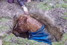 27-year-old horse Prince being rescued in a sink hole in Mirfield by West Yorkshire F&R's technical rescue team (Photo: WYFRS)