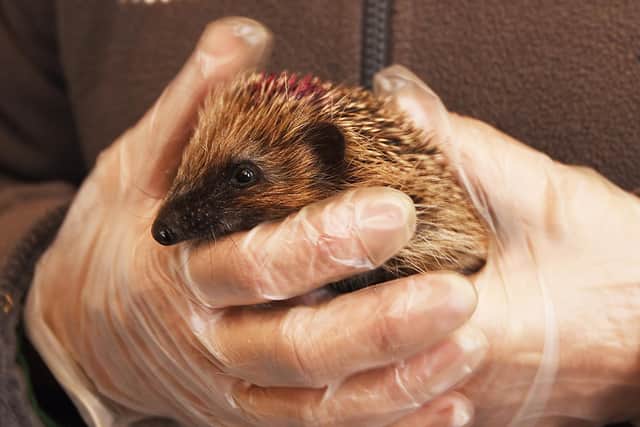 A hedgehog was killed in a trap set in Kirkstall (Stock image: Michelle Adamson)