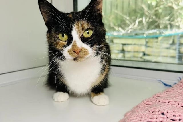 Patty is an affectionate two-year-old who would like to be with a family that can spend lots of time with her. She loves to be stroked and will happily enjoy it for as long as her new family can go on for