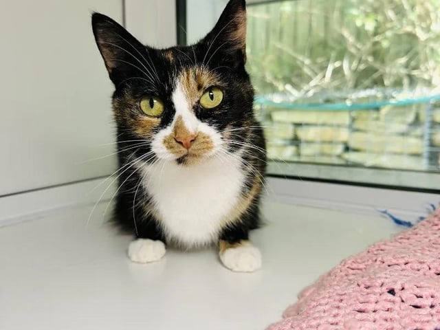 Patty is an affectionate two-year-old who would like to be with a family that can spend lots of time with her. She loves to be stroked and will happily enjoy it for as long as her new family can go on for