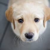 Guide Dogs is urging owners to pay extra attention to their dog's behaviour