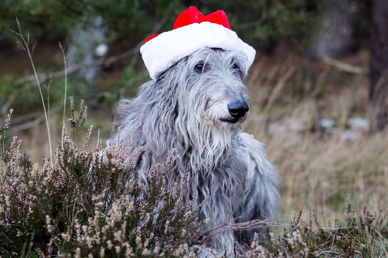 Gentle, docile and dignified, the Deerhound was registered 206 times in 2020.