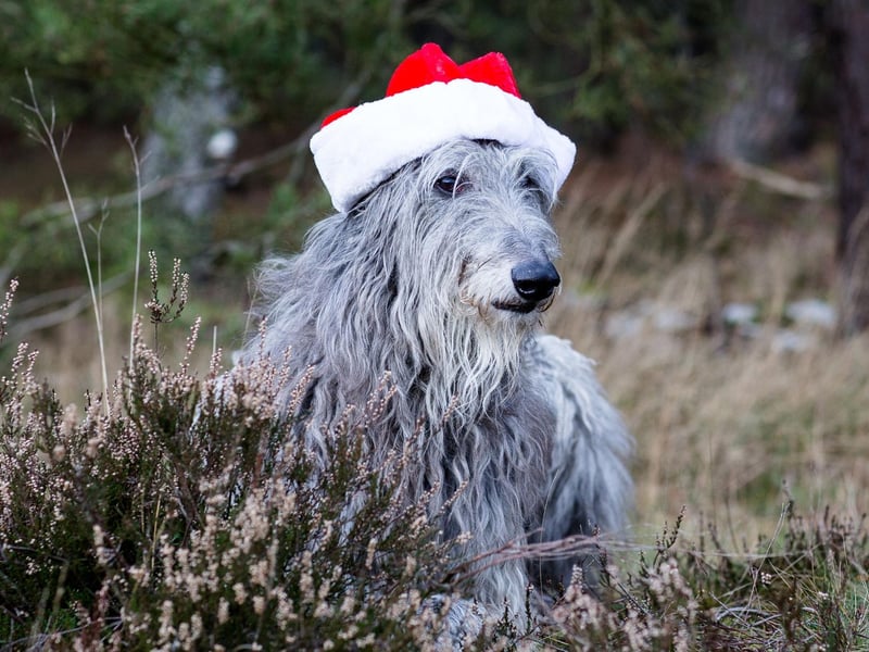 Gentle, docile and dignified, the Deerhound was registered 206 times in 2020.