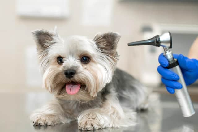 Most ear problems in our pets are easily treated (photo: Adobe)