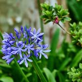 A great herbaceous perennial that can cope with a summer drought, but also handle some of the wettest, chilliest British winters is the agapanthus