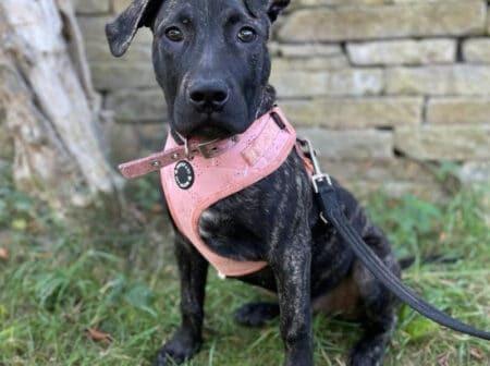 Pringle is a four-month old super sweet and affectionate Presa Canario who loves to play. She is super intelligent and have been learning loads with the animal care team. They’ve been teaching her  manners around people and other dogs. She would be ideaI for a family were she can have lots of fun and teach her new things.
