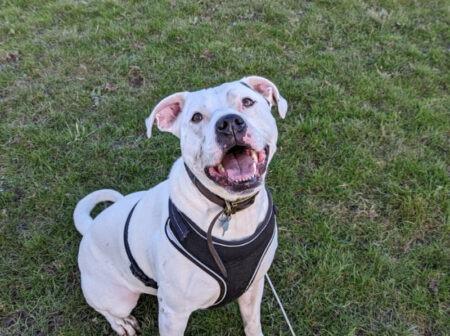 Zeus, a Staffie X, is aged approximately three. He has bundles of energy and is looking for a family willing to offer unconditional love and keep up with his training.