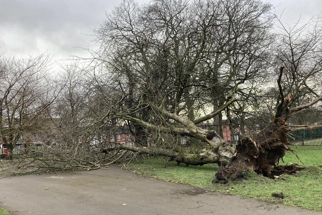 Jeison Edgar Beraun shared this picture of a fallen tree in Potternewton Park and urged runners and walkers to stay safe.