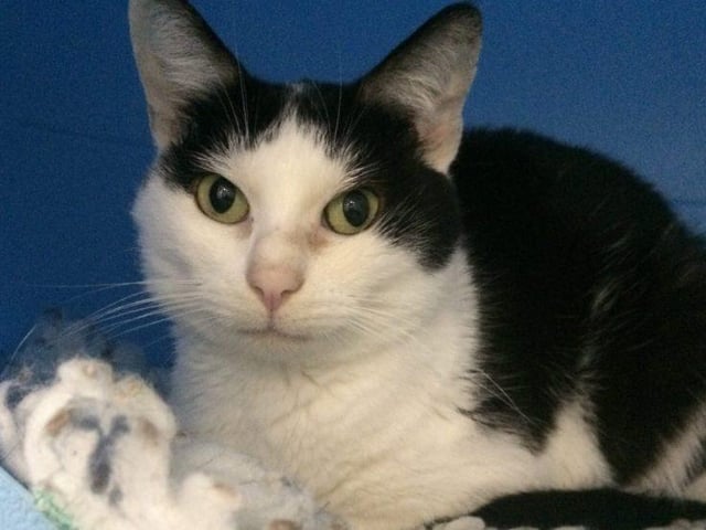 Meet Dominic a three-year-old male domestic shorthair. Dominic came into RSPCA care extremely thin, dirty and very scared. He was with many more cats who were rescued from small inappropriate housing, all suffering from malnutrition and general neglect, and has probably never lived indoors.
Dominic needs to be rehomed with another cat in his new home and will need experienced owners who have patience and understanding of his previous history.
Starting the new ‘normal’ life that Dominic deserves, will be a very scary for him so he needs a kind owner to help him adjust.
He may live with cats, dogs and primary school age children. To adopt him see: https://rspca-radcliffe.org.uk/animal/dominic/