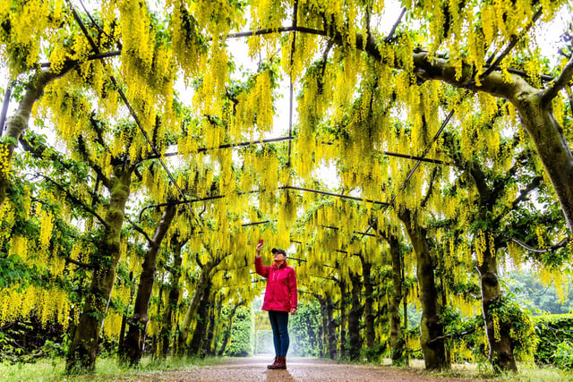 The blazing golden yellow laburnum arches in the grounds of Temple Newsam are a beautiful sight each May.