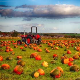 Now until Friday, October 25: Farmer Copleys’ Pumpkin Festival is back for 2025! Join the team for Farmer Copleys’ famous, family fun pumpkin picking. There’s always plenty to do at the Festival and this year is no different. There’ll be the return of the Tractor Ride, Live Shows, Archery, Vintage Rides, Storytime, Magical Mr Zen, Velcro the Scarecrow, Daily Fancy Dress Competition, The Dog Parade, Photo Opportunities galore and loads more.
