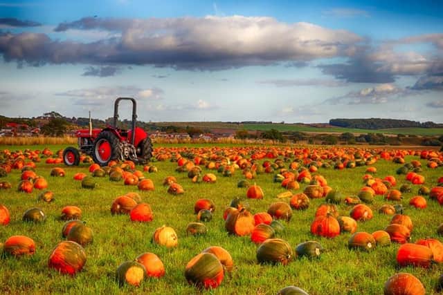 Now until Friday, October 25: Farmer Copleys’ Pumpkin Festival is back for 2025! Join the team for Farmer Copleys’ famous, family fun pumpkin picking. There’s always plenty to do at the Festival and this year is no different. There’ll be the return of the Tractor Ride, Live Shows, Archery, Vintage Rides, Storytime, Magical Mr Zen, Velcro the Scarecrow, Daily Fancy Dress Competition, The Dog Parade, Photo Opportunities galore and loads more.