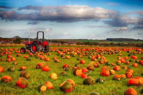 Now until Friday, October 25: Farmer Copleys’ Pumpkin Festival is back for 2025! Join the team for Farmer Copleys’ famous, family fun pumpkin picking. There’s always plenty to do at the Festival and this year is no different. There’ll be the return of the Tractor Ride, Live Shows, Archery, Vintage Rides, Storytime, Magical Mr Zen, Velcro the Scarecrow, Daily Fancy Dress Competition, The Dog Parade, Photo Opportunities galore and loads more.