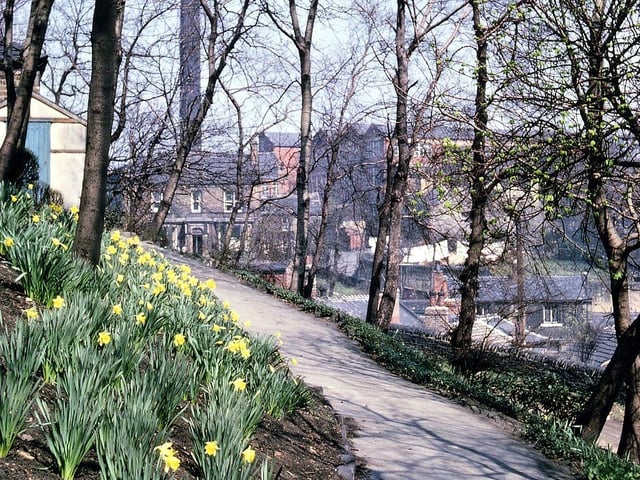 The path to Morley Hall Maternity Home through the Scarth Gardens at daffodil time in April 1962. The mill chimney in the background belongs to Prospect Mills on Victoria Road, as do large, three storey brick buildings to the right of it. The entrance to Prospect Mills from Bank Street is between Yew Tree House (obscured by washing in the garden) and Prospect House in front of the mill chimney.